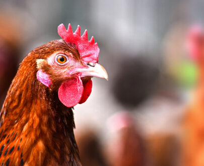 Poulet fermier « poulet dur » — la pièce