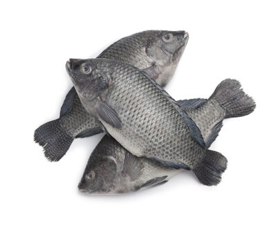 Tilapia gris — 1 kg